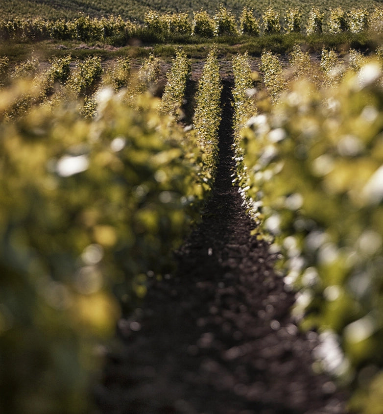 Taittinger Champagne Tasting on the Mezzanine Nov. 5th 6:00pm