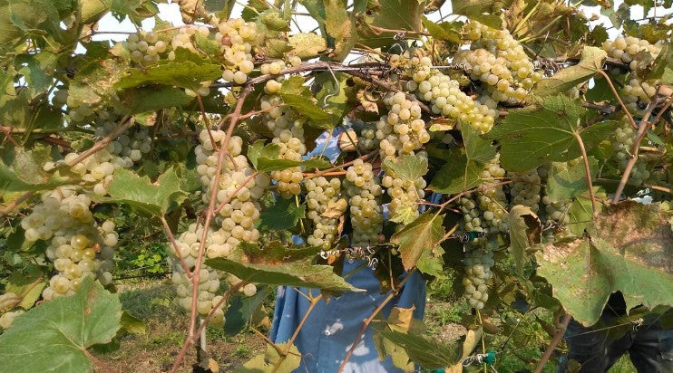 Meet The Maker/Owner - Chateau St. Croix Winery