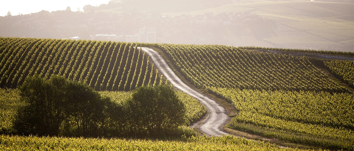 Taittinger Champagne Tasting on the Mezzanine Nov. 5th 6:00pm