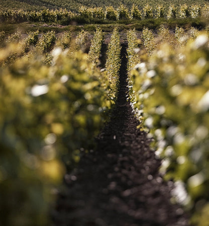 Taittinger Champagne Tasting on the Mezzanine Nov. 5th 6:00pm