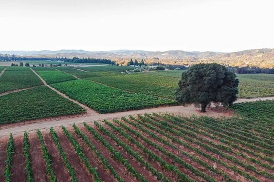 Martha Barra (Barra + Girasole Vineyards) Meet The Makers - Monday Nov. 9th 6:00pm