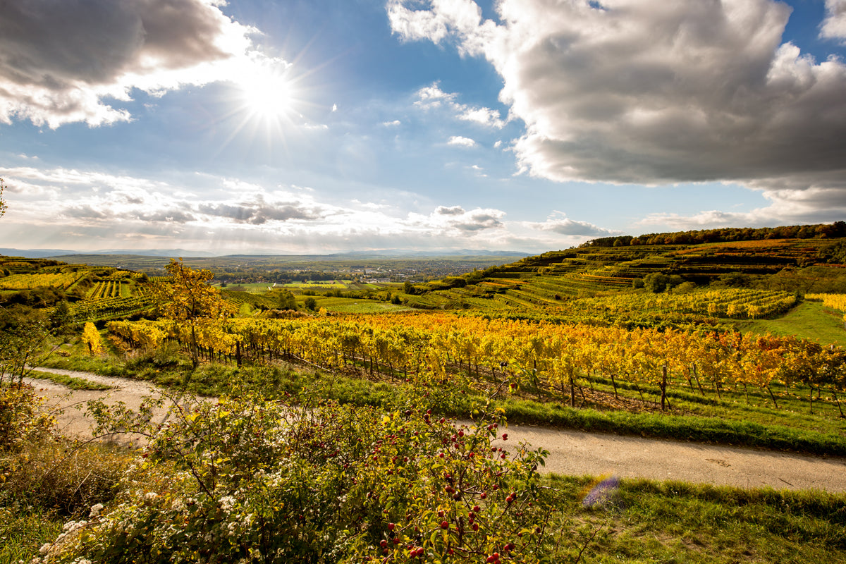 Austria Wine Tasting - Wednesday Oct. 28th 6:00PM Extremely Limited Tickets
