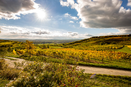 Austria Wine Tasting - Wednesday Oct. 28th 6:00PM Extremely Limited Tickets
