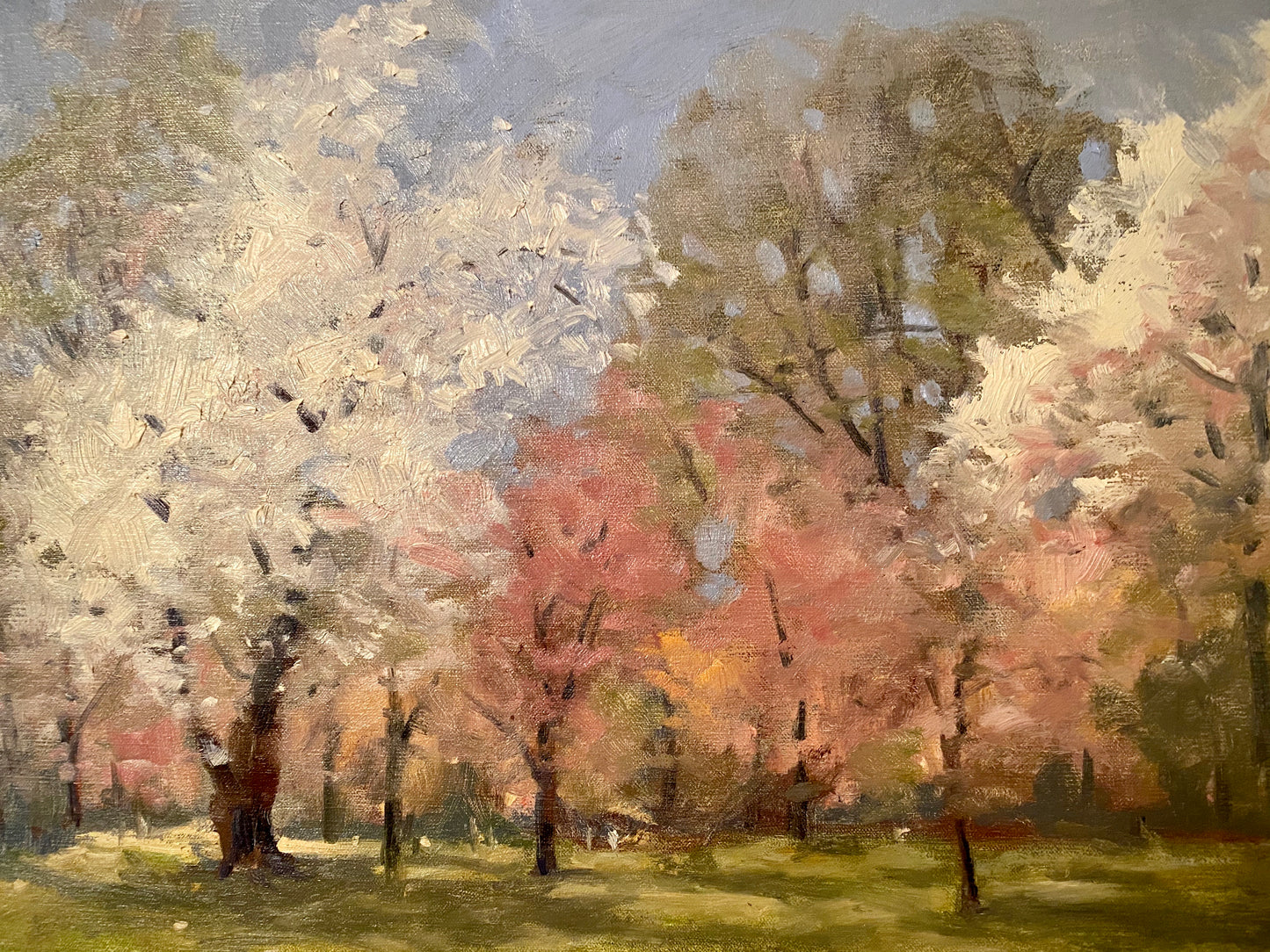 Cherry Blossoms in Branch Brook Park - Robert Waltsak