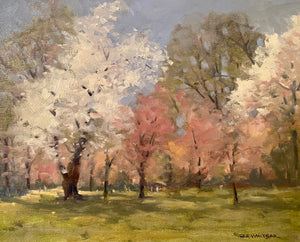 Cherry Blossoms in Branch Brook Park - Robert Waltsak