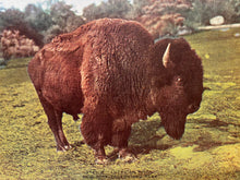Load image into Gallery viewer, American Bison, New York Zoological Park. Circa 1907-1915, Unused